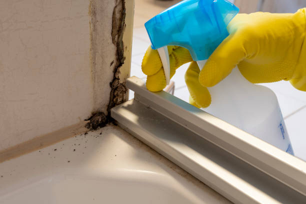 Best Attic Mold Removal  in Sharon, MS