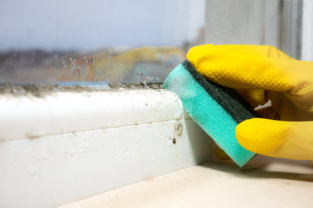 Best Fast Mold Removal  in Sharon, MS