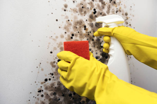 Best Certified Mold Removal  in Sharon, MS