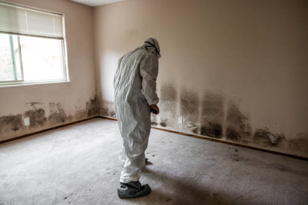 Best Commercial Mold Removal  in Sharon, MS