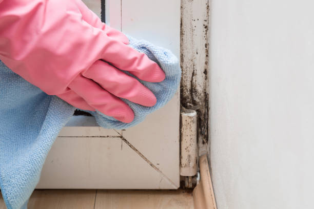 Best Local Mold Removal Service  in Sharon, MS